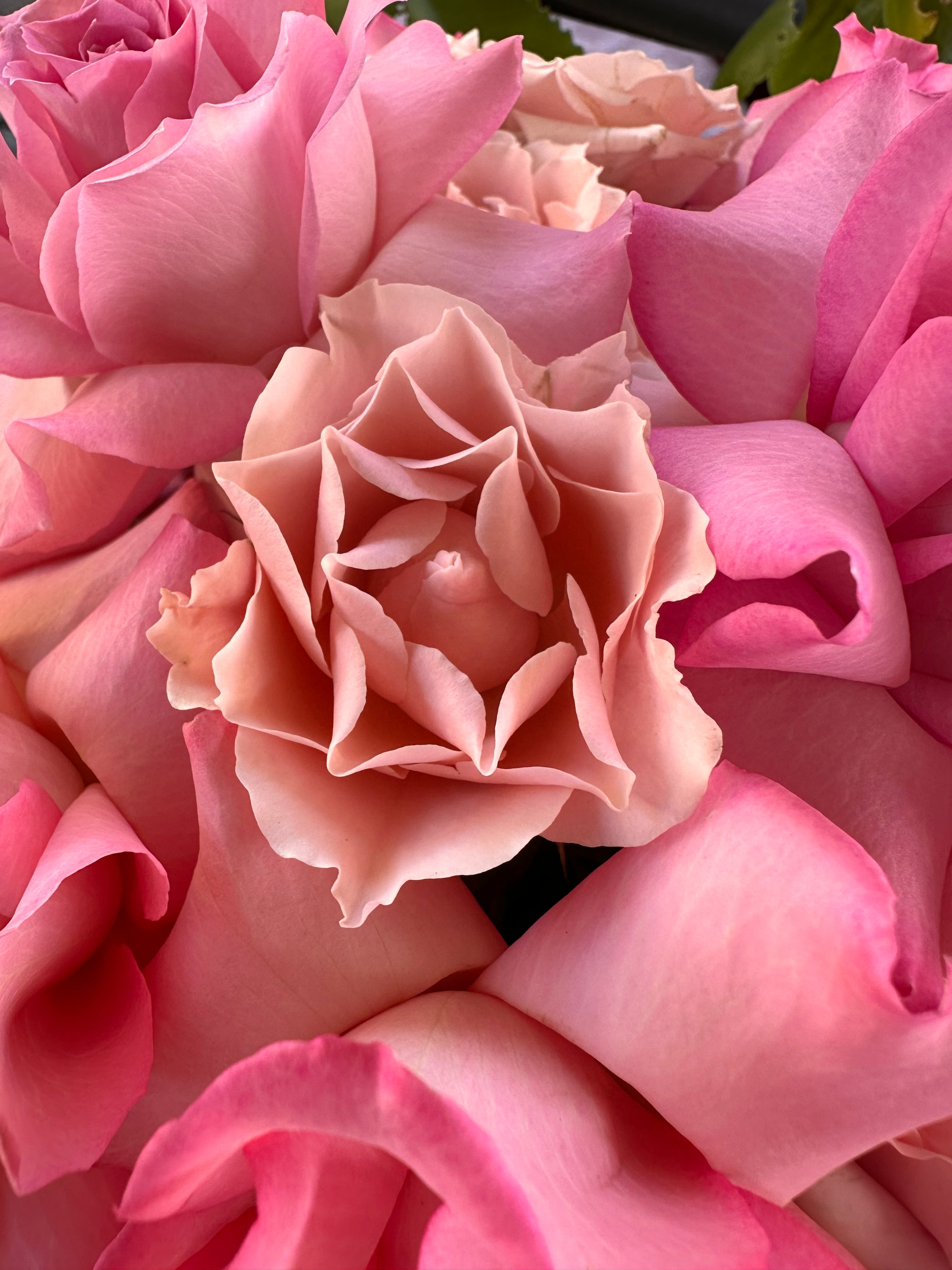 Pink Whisper Rose Hatbox