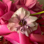 "Berry bloom"