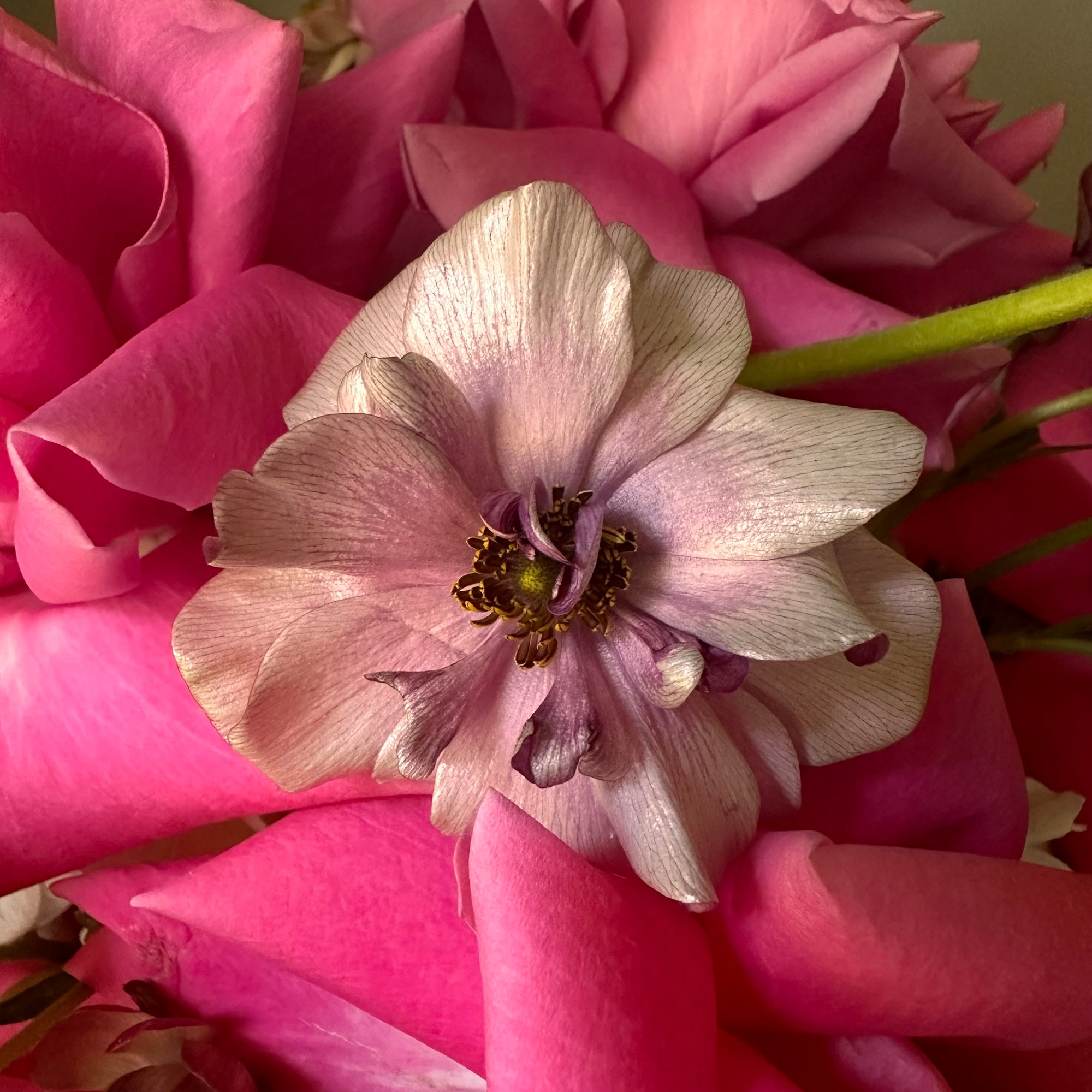 "Berry bloom"