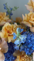 Apricot Dream